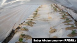 Ошская область