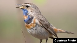 Птичье пение не способно конкурировать в радиоэфире с рок-музыкой