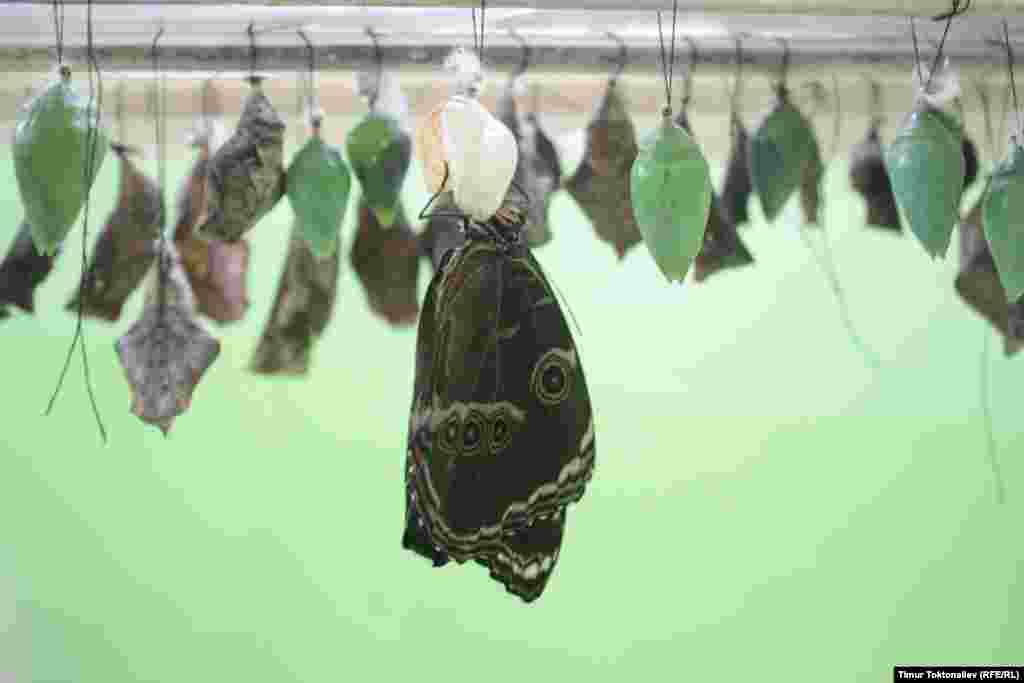 Көпөлөк жарыкка чыккандан кийин бир-эки күн канатын кургатат