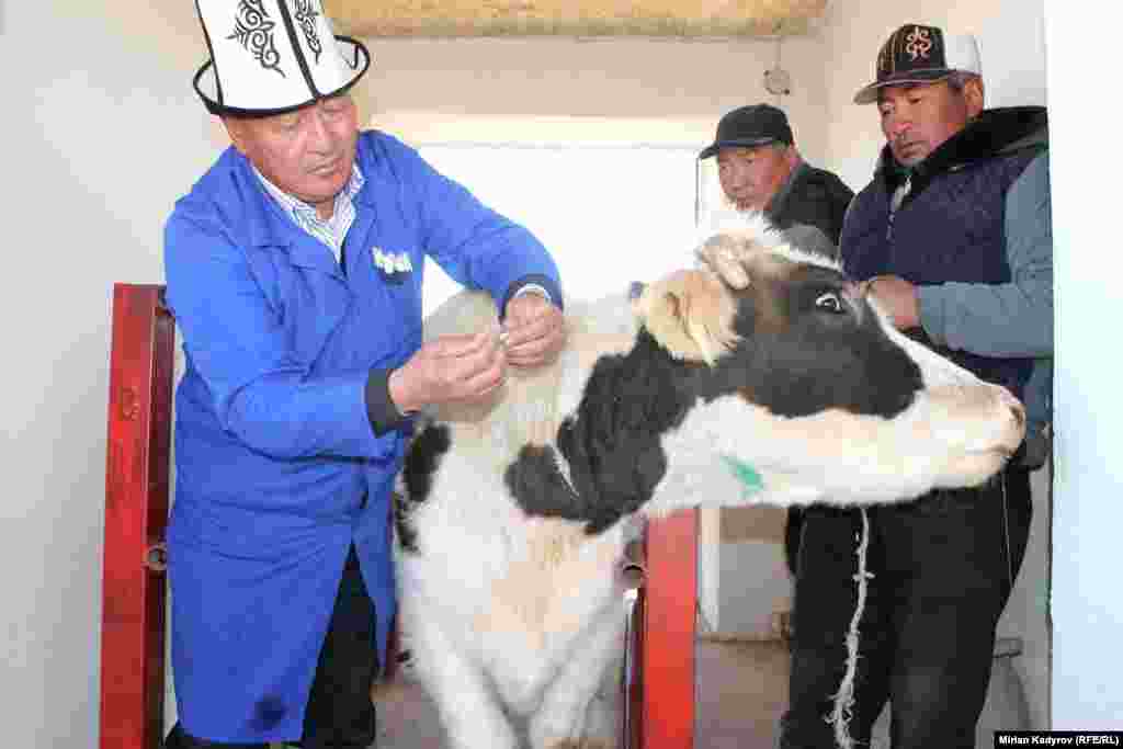 Жергиликтүүлөр малын эмдеткенден тышкары уюн жасалма уруктандырып кетишет.&nbsp;