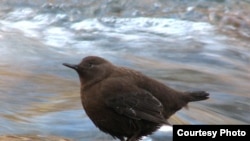 Водяний горобець