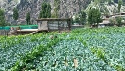 په چترال کې ځینو ښځو د سبزیو کښت پیل کړی