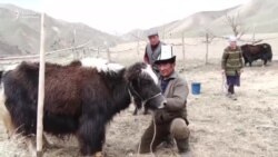 Топоз сааган тоолуктар