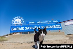 У входа на завод по производству рыбы. Поселок Улькен, Алматинская область. 12 апреля 2019 года.