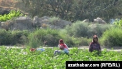 Хлопковое поле, Туркменистан (иллюстративное фото)  