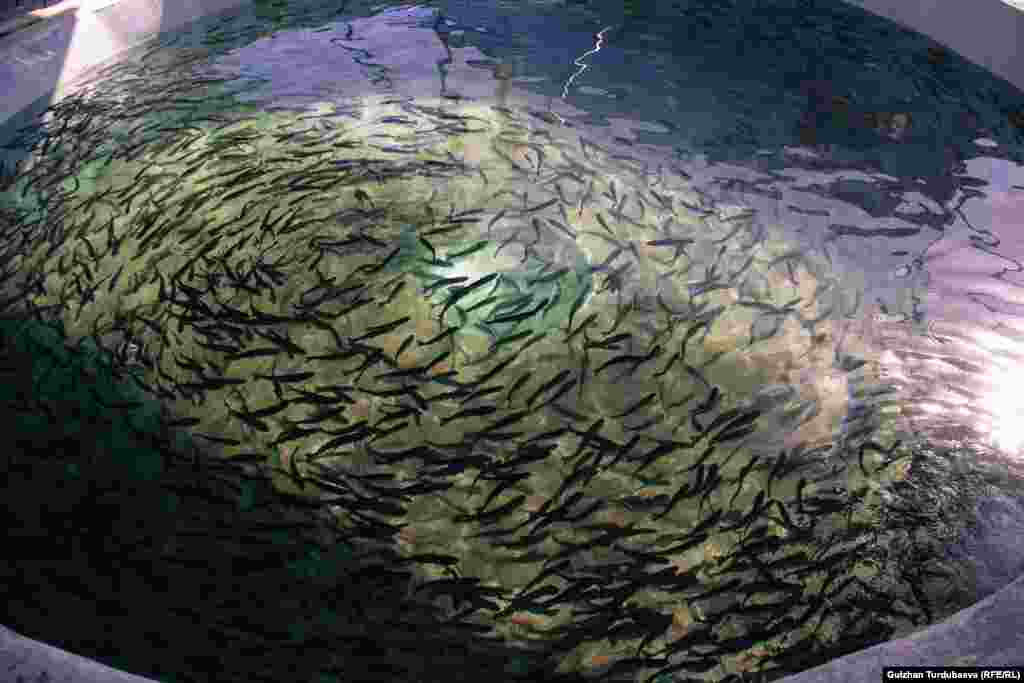 Бассейны тоже оснащаются оборудованием по последнему слову техники.&nbsp; &nbsp;