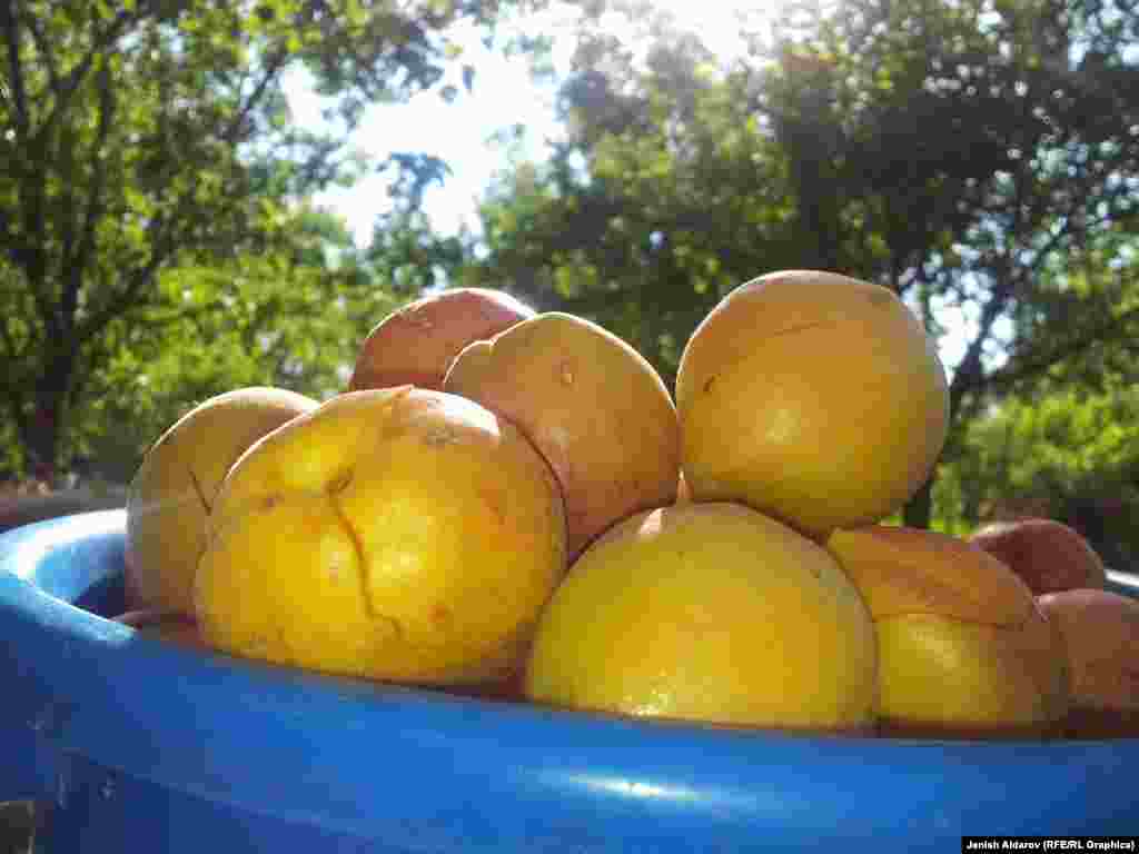 Аймакта жалпысынан өрүктүн 20дан ашык сорту бар.