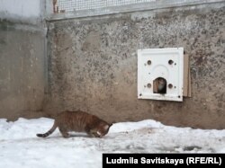 Поручите борьбу с крысами профессионалам