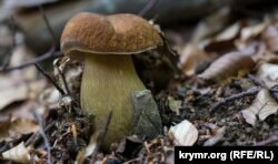 Ілюстрацыйнае фота