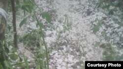 Аксыга түшкөн мөндүр