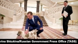 Russiýanyň öňki premýer-ministri Dmitriý Medwedow Türkmenistanyň öňki prezidenti Gurbanguly Berdimuhamedowdan alabaý güjügini sowgat hökmünde kabul edýär. 31-nji maý, 2019 ý. Aşgabat