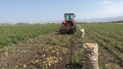 Սելիտրան գրեթե եռակի թանկացել է, կառավարությունը շարունակում է բանակցությունները ՌԴ-ի հետ