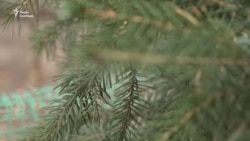 Жива ялинка замість зрубаної: в Україні набуває популярності новий новорічний тренд (відео)