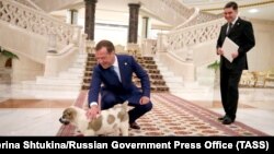 Президент Туркменистана подарил премьер-министру РФ щенка, Ашхабад, 31 мая, 2019