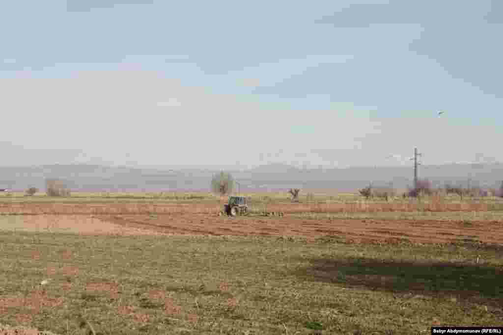 Жазында трактордун баркын чындап билесиң. Ноокен району.