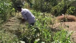 У жителей Гиссара симптомы сибирской язвы