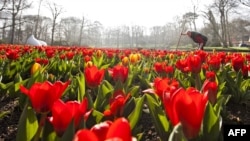 Орусия эми Нидерландыдан келген мандалактарга санкция киргизиши ыктымал