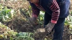 Diňle: Maryda býujetçileriň hasabyna şugundyr ýygnalýar