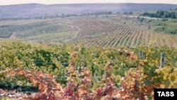 "Римские виноградники" в английском графстве Шропшир