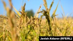 Актурпак күрүчү.