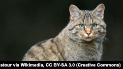 Эўрапейскі дзікі кот, архіўнае фота