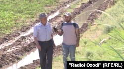 Абдуджалил Сангинов рассказывает о спасении редких сортов хлопчатника