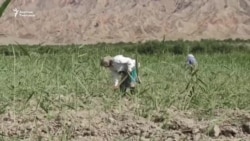 Баткен: өрүктөн ашкабакка өткөн дыйкан