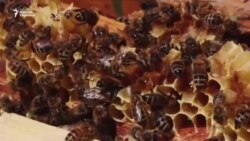 Атбашылык балчылар азаптан арыла элек