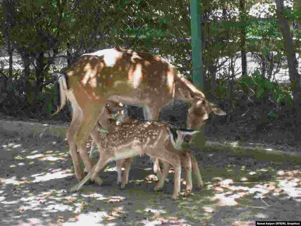 Темгилдүү бугу