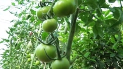 Баткен помидордун мекенине айланат