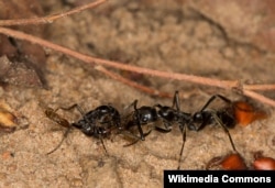 Megaponera analis кумурскасы жарадар "жоокерди" текшерип жатат