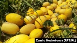 Талаада жыйналган коон. Иллюстрациялык сүрөт.