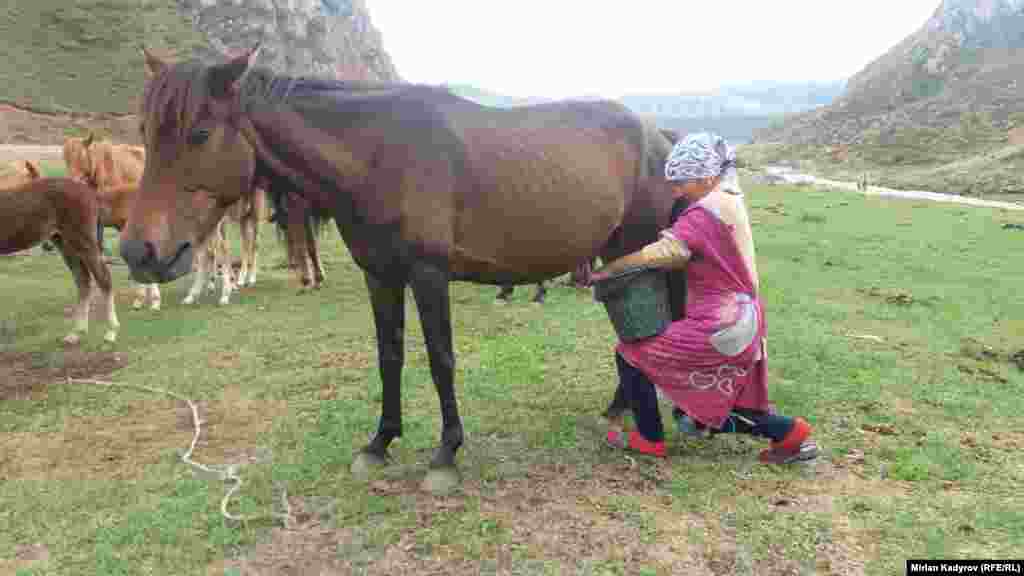Бир сааганда бир бээден бир литрден ашык сүт чыгат. &nbsp;