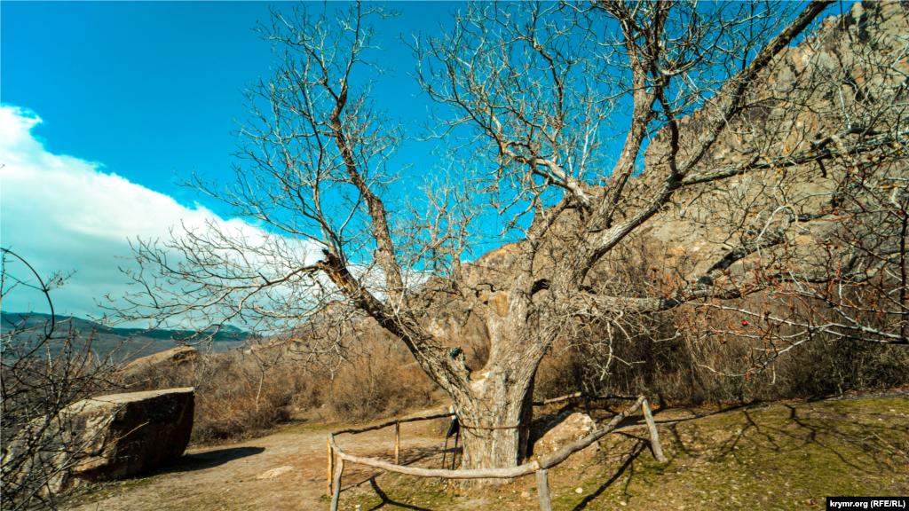 Этому грецкому ореху 179 лет, что зафиксировано на его охранной табличке. На дерево залезал популярный актер Юрий Никулин, игравший Балбеса в &laquo;Кавказской пленнице&raquo;, бросался зелеными орехами в главного героя Шурика. В 1992 году во время съемок в Крыму сериала &laquo;Приключения королевского стрелка Шарпа&raquo; по романам Бернарда Корнуэлла, где в качестве натуры для Испании использовались окрестности Демерджи, дерево также попало в кадр. В 2007 году орех сильно пострадал от бури, через три года был вылечен Киевским эколого-культурным центром. Позже по инициативе центра получил статус ботанического памятника природы