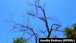 Qalağayın kəndi, quruyan ağac,6 iyul  2018