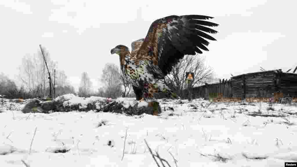 Ак куйрук бүркүт карышкырдын тарпынын жанына конууда.&nbsp;Дронька кыштагы, Беларус &nbsp;