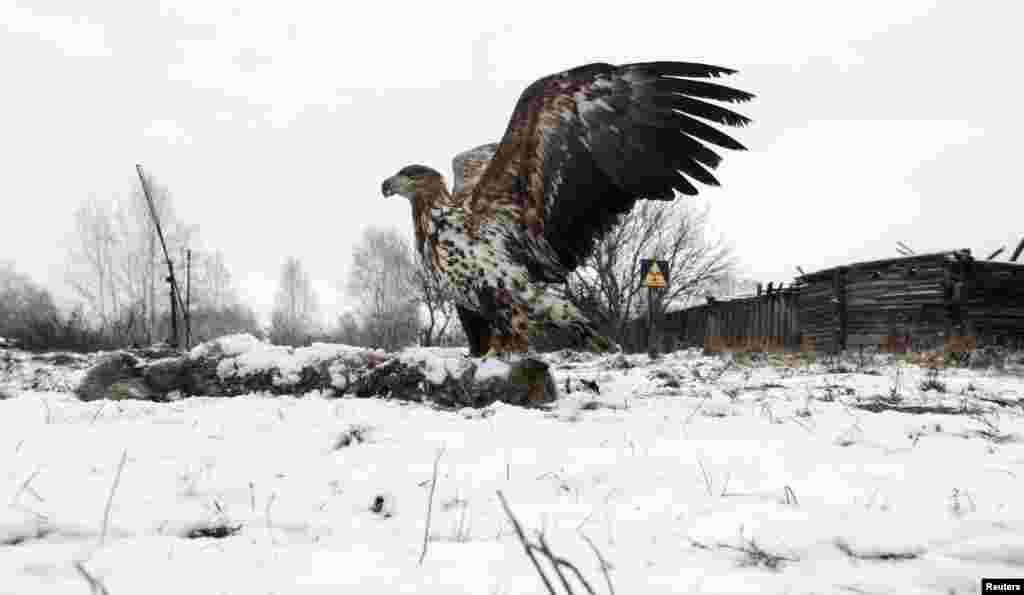 Белохвостый орел над трупом павшего волка вблизи деревни Дроньки в Беларуси, внутри чернобыльской зоны отчуждения.