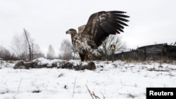 Чернобылдагы жаныбарлар