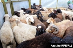 Bazara çykarylan goýunlar