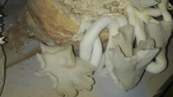 سمارق در ولایت بدخشان