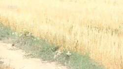 Чүй: суу жетпей куураган эгин талаа