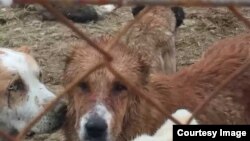 Приемник для бездомных животных, Туркменистан (архивное фото)  