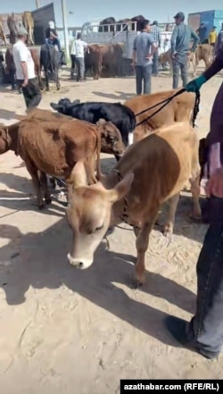 Mary. Bazara çykarylan hor mallar