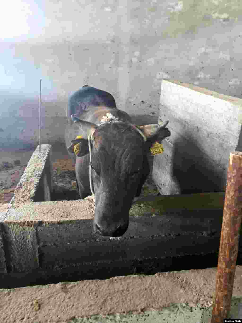 Курмандык чалууга даярдалган бодо мал. Ош облусу.