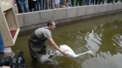 В Алматы вернулись лебеди