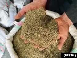 پرورش و فروش گیاه‌‌های طبی در ولایت هرات