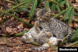 Эўрапейскі дзікі кот