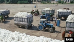 Жаҳон бозорида пахта нархининг кескин ошиб кетгани ўзбек деҳқонини хурсан қилгани йўқ.