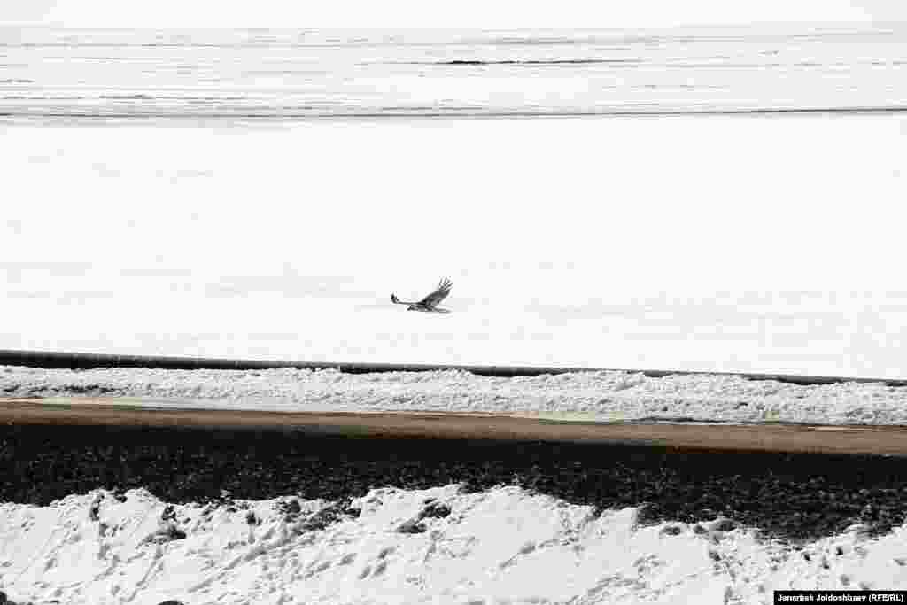 Беркут реет над хвостохранилищем