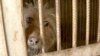 Kazakhstan Stray dogs in Central Asia - Current Time video - screen grab - dog animals animal shelter